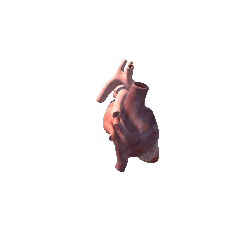 open Heart Realistic